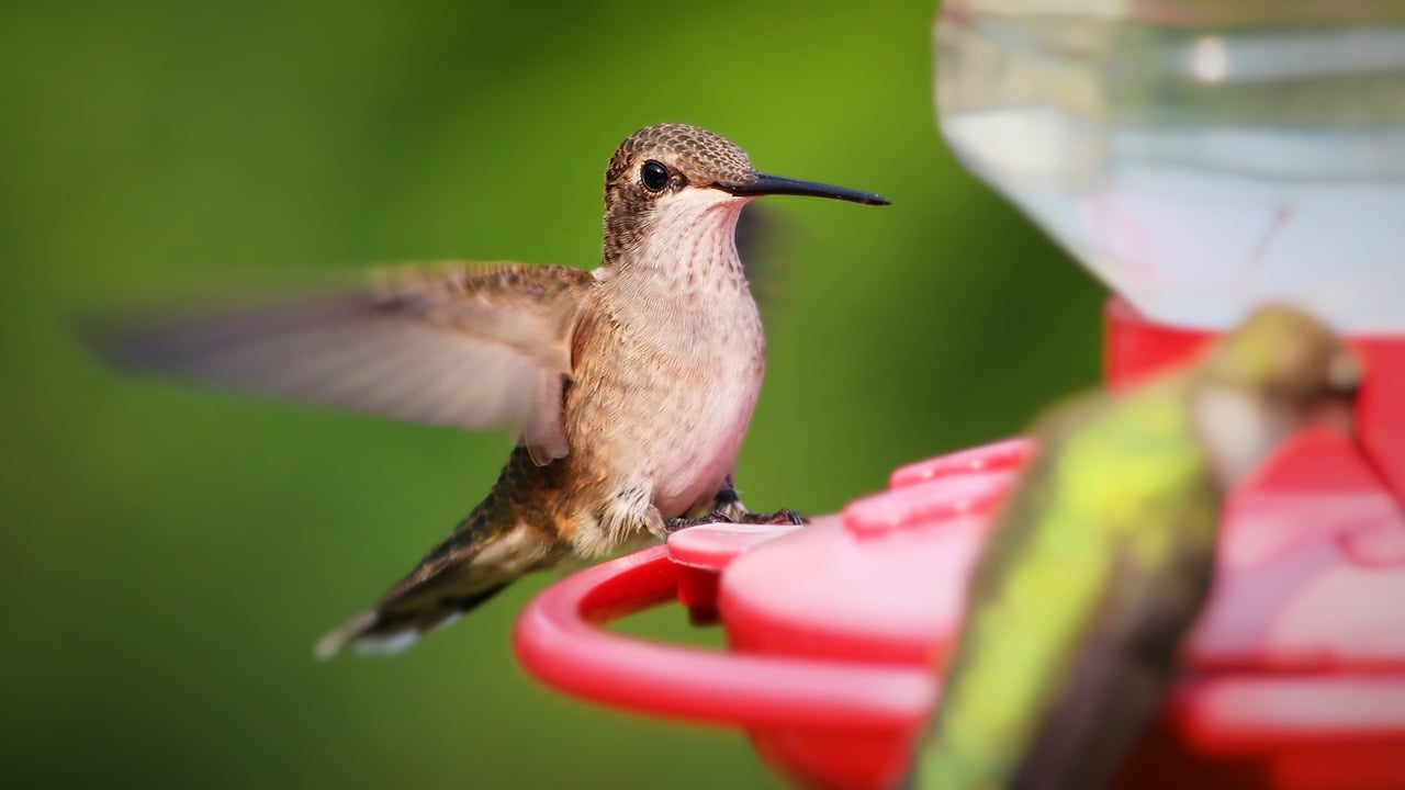 Repurpose Your Grandma's Old Teapot into a Bird Feeder